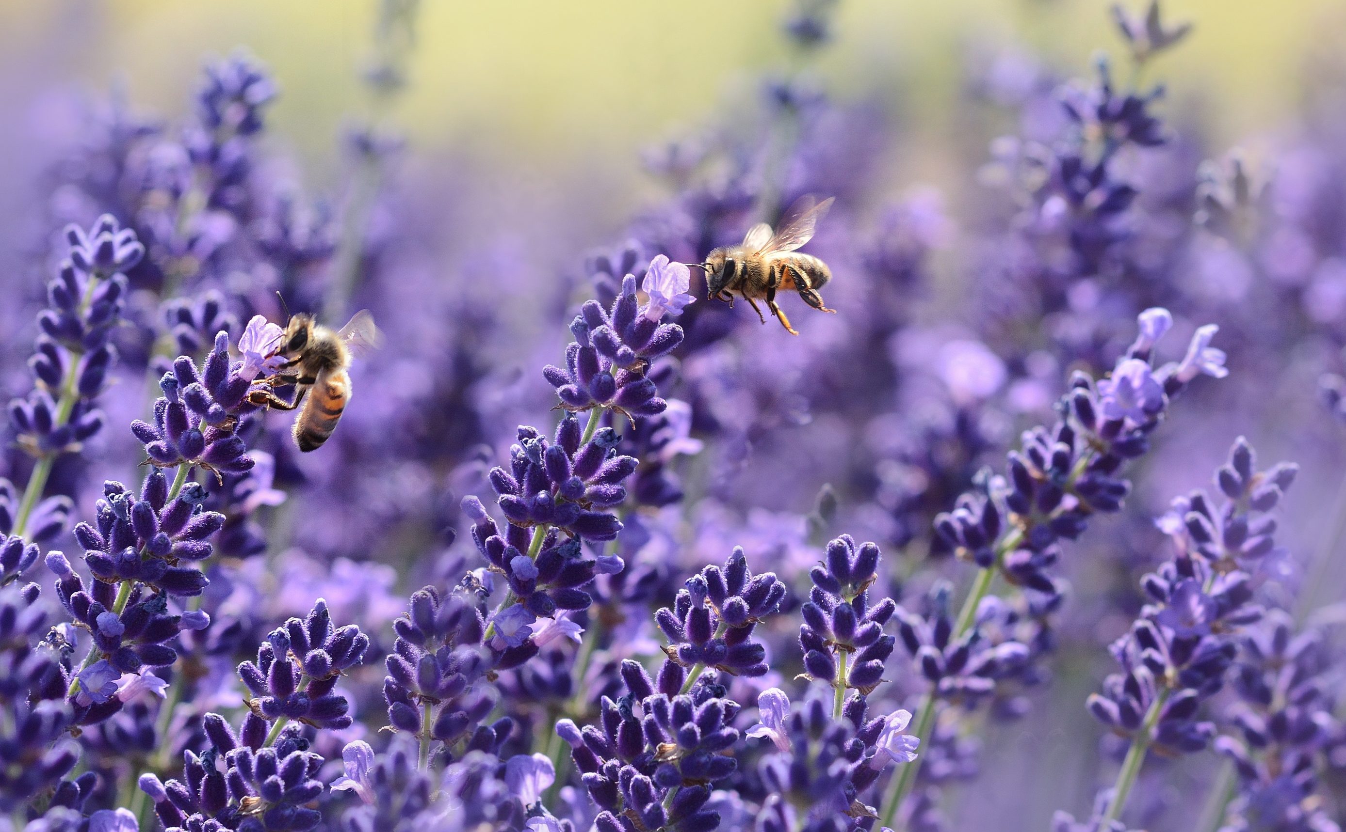 5 benefícios do óleo essencial de lavanda e dicas de como utilizá-lo